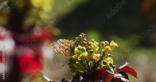 Painted Lady Butterfly Bottom Ventral side hindwing view feeding on flower nectar