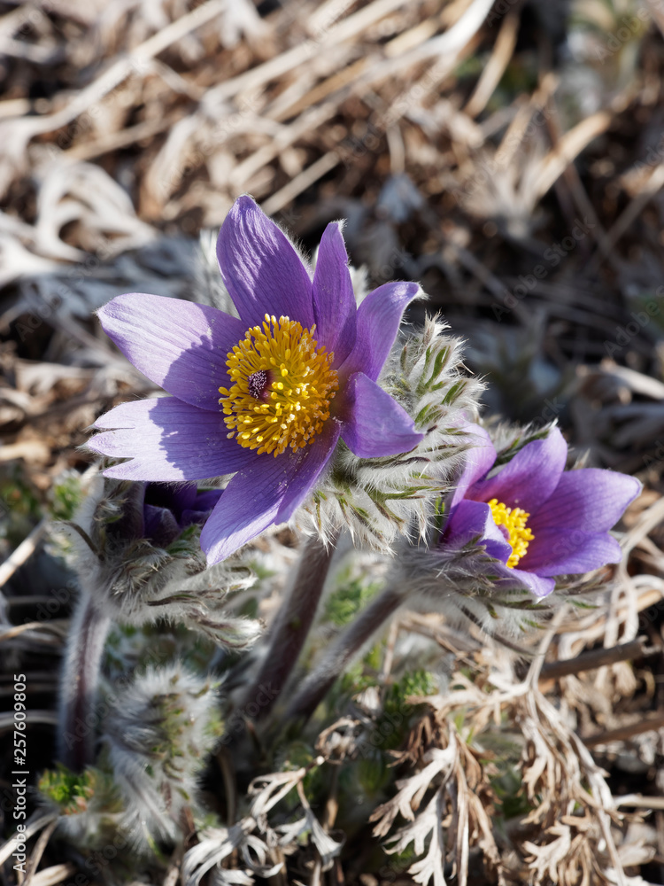 Anemone pulsatilla - Gros plan les fleurs aux pétales violettes et feuilles argentées d'une anémone pulsatille Anemone pulsatilla - Gros plan les fleurs aux pétales violettes et feuilles argentées d'une anémone pulsatille