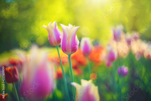 Blooming red and pink tulips, spring flowers in the park on green background. Beautiful flowers as floral natural backdrop.