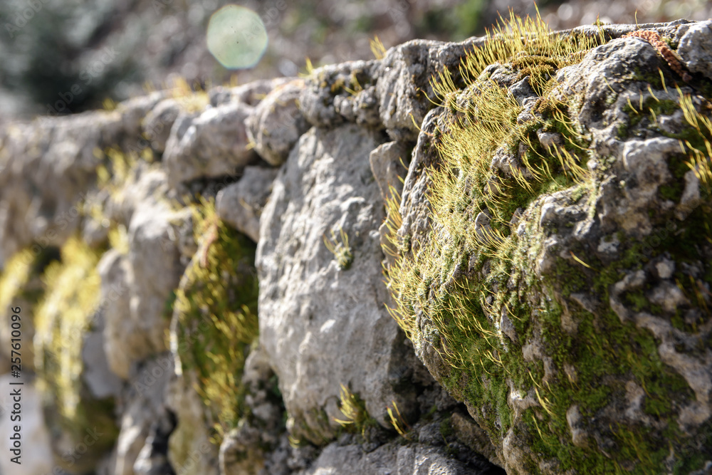 Stone walls are the fence of an old abandoned farm. The stones are covered with green moss. Stone walls are the fence of an old abandoned farm. The stones are covered with green moss.
