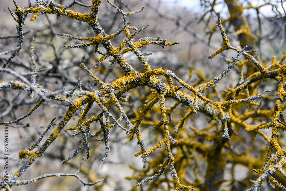 Green and yellow moss and lichen on branches of a tree in the forest Green and yellow moss and lichen on branches of a tree in the forest