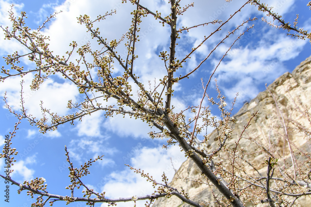flowering tree against the sky and mountains flowering tree against the sky and mountains