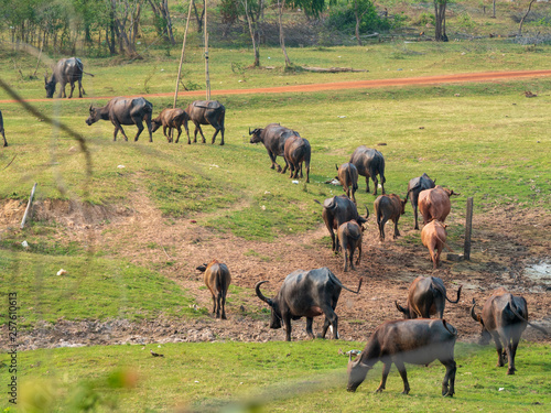 Thai buffalo in the countryside at thailand © physicsjoey