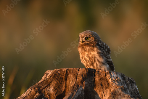 Little owl at stump