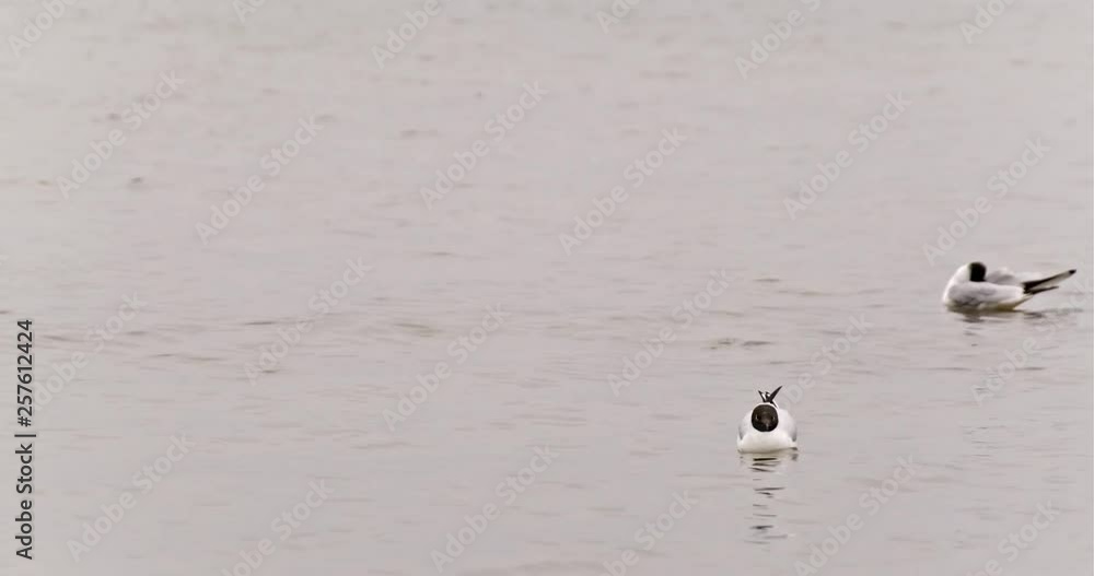 Sea gulls swimming in the Baltic sea isolated Sea gulls swimming in the Baltic sea isolated