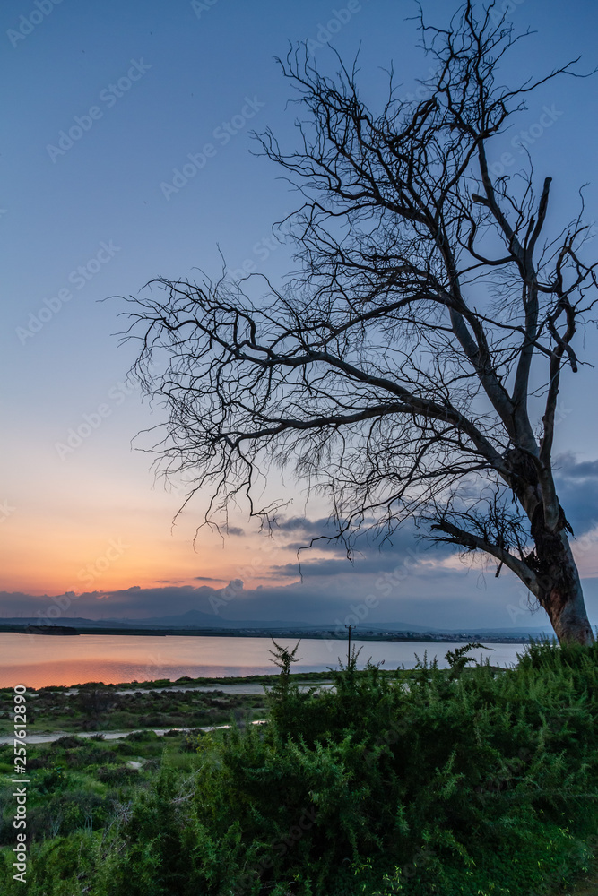 tree silhouette at sunset, Salt lake, Cyprus, Larnaca tree silhouette at sunset, Salt lake, Cyprus, Larnaca