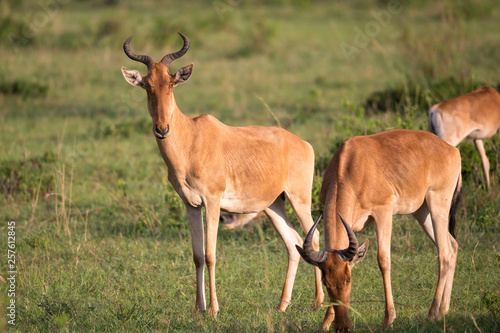Some antelopes in the grass landscape of Kenya © 25ehaag6