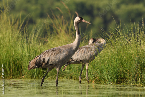 Common cranes in water