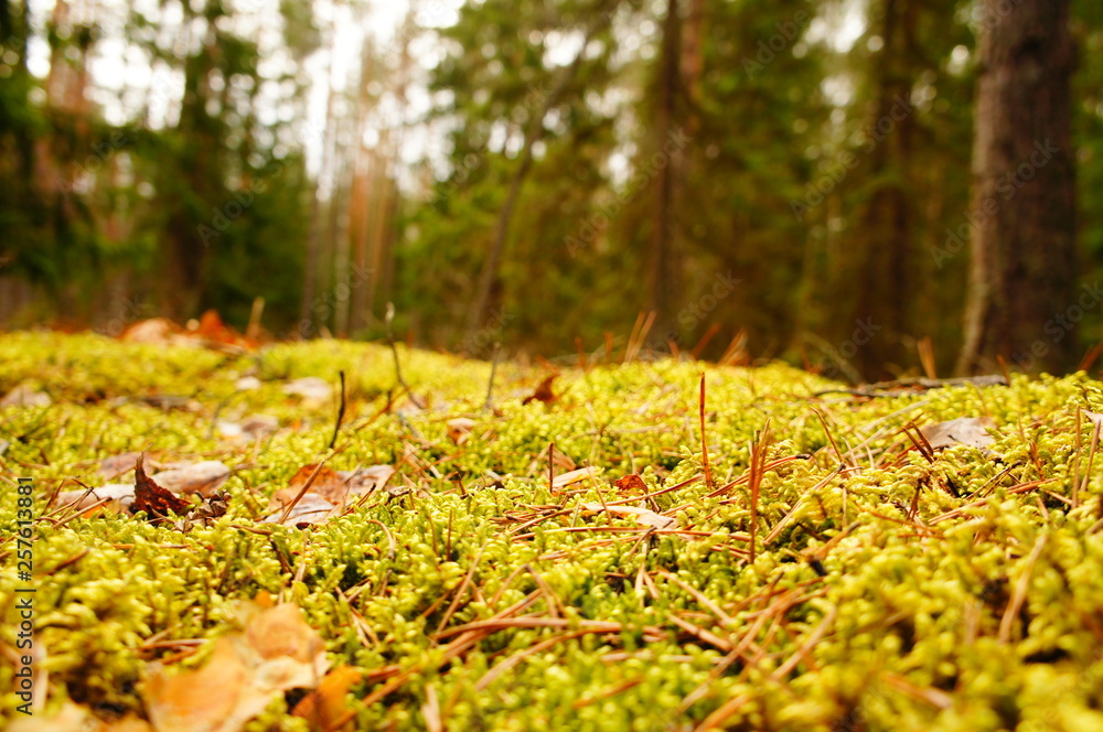 Moss in the forest. Swamp moss and grass closeup. Moss in the forest. Swamp moss and grass closeup.