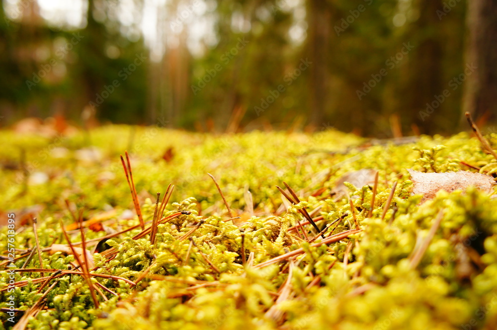 Moss in the forest. Swamp moss and grass closeup. Moss in the forest. Swamp moss and grass closeup.