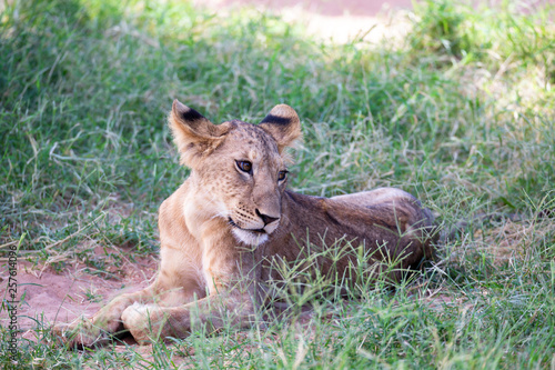 Lions rest in the grass of the savanna