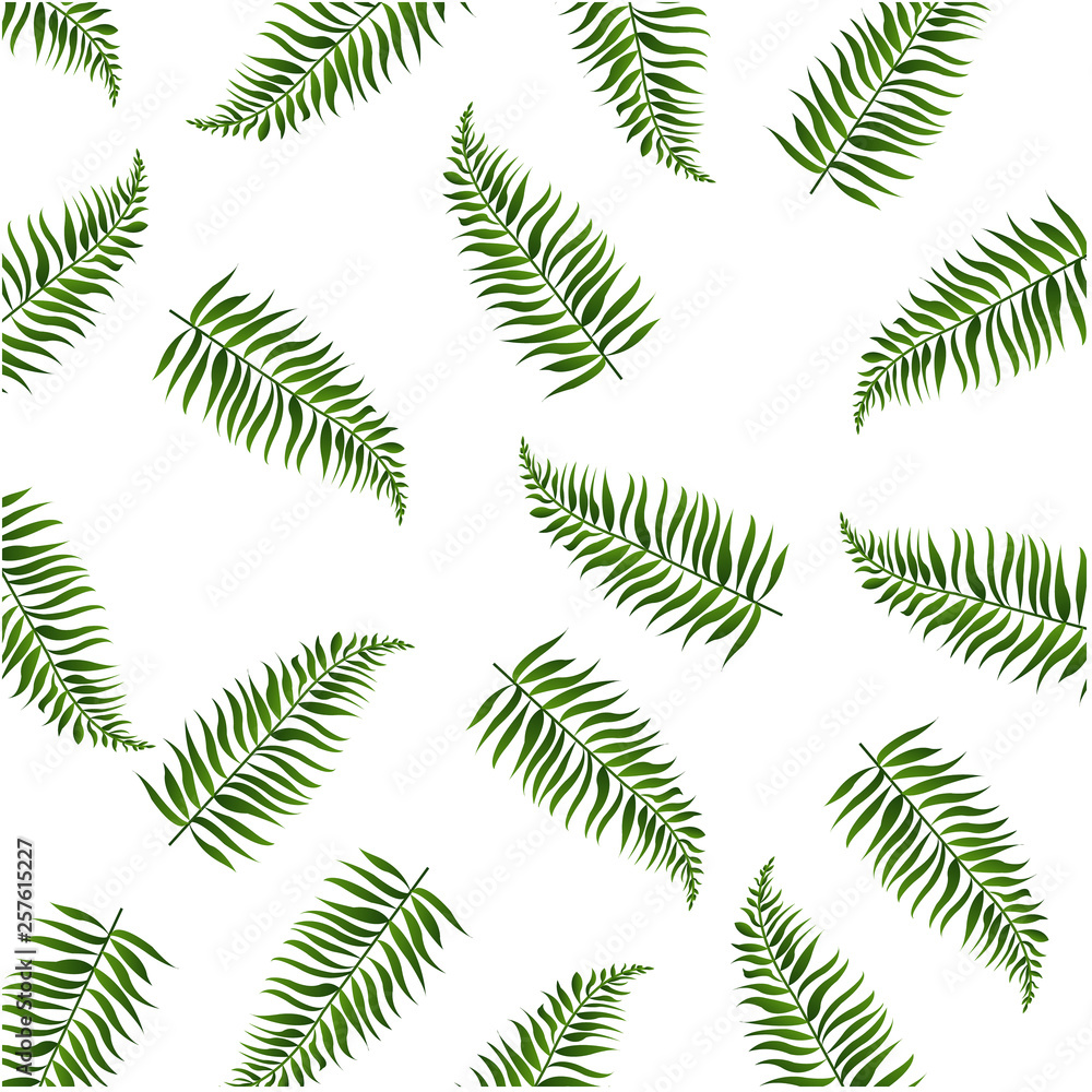 Palm Leaves Isolated White Background