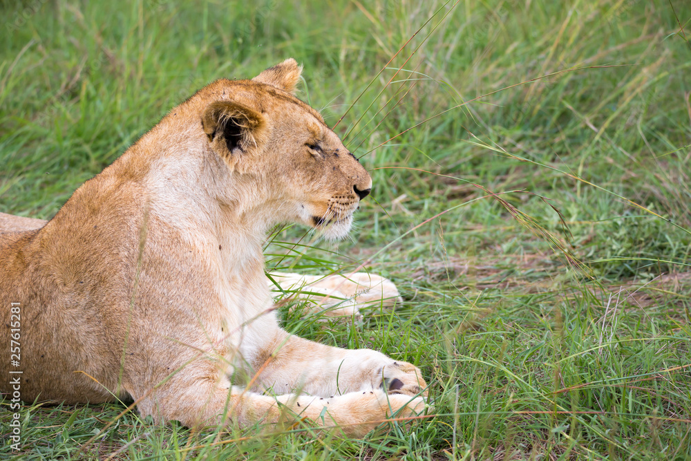 Lions rest in the grass of the savanna Lions rest in the grass of the savanna