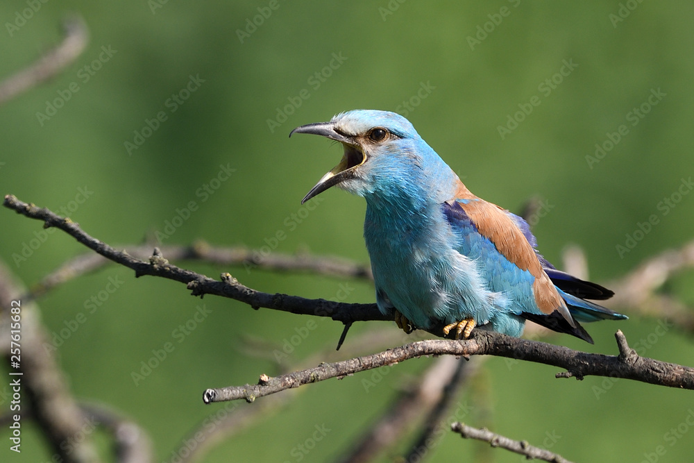 Obraz premium European roller singing