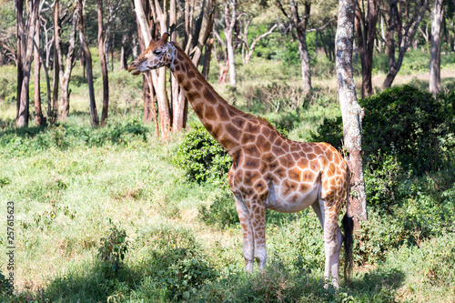 Giraffes between the acacia trees in the savannah of Kenya