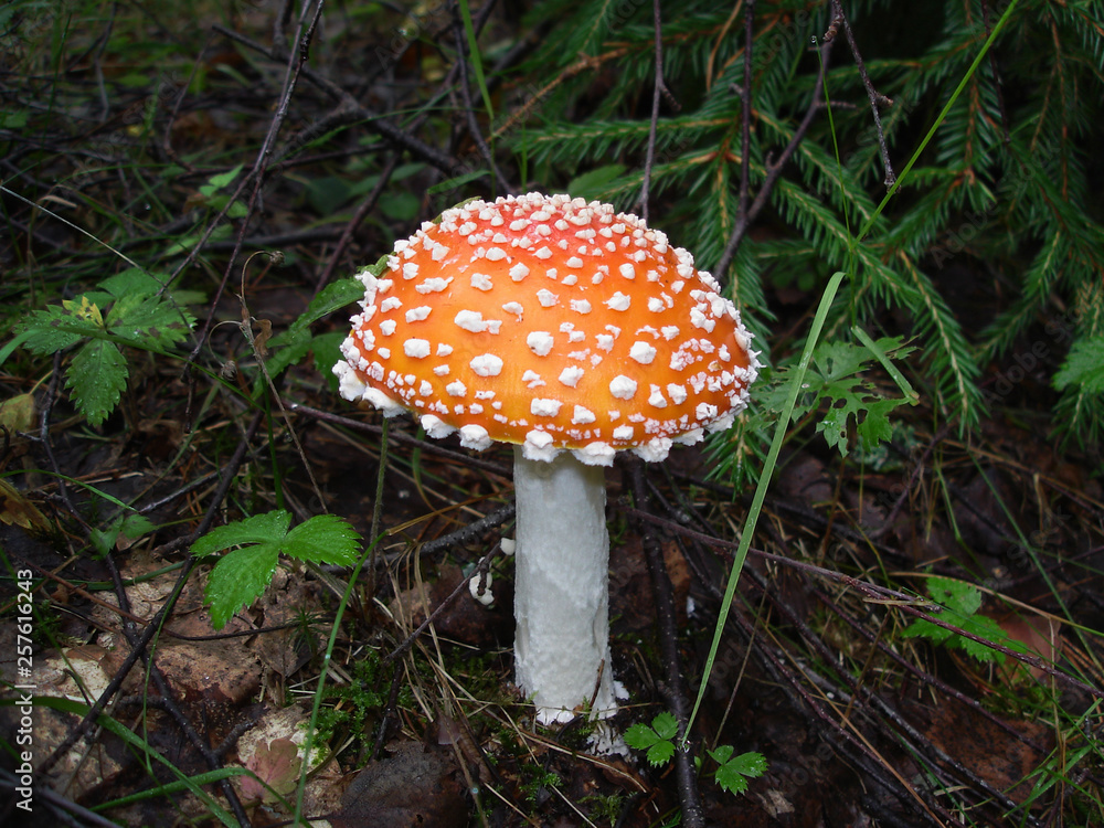 Close-up view of red Amanita muscaria (fly agaric or fly amanita) on a dark forest background Close-up view of red Amanita muscaria (fly agaric or fly amanita) on a dark forest background