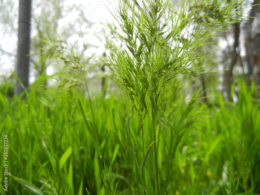 Obraz premium grass on green background