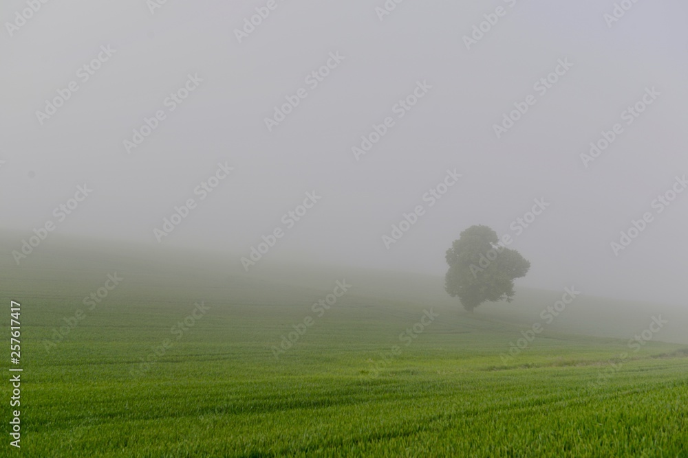 landscape with green field and foggy sky