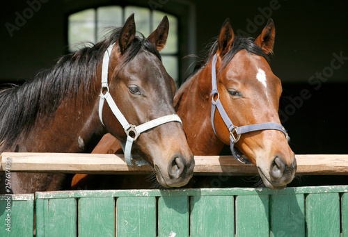 Thoroughbred young horses looking over wooden barn door in stable at ranch on sunny summer day