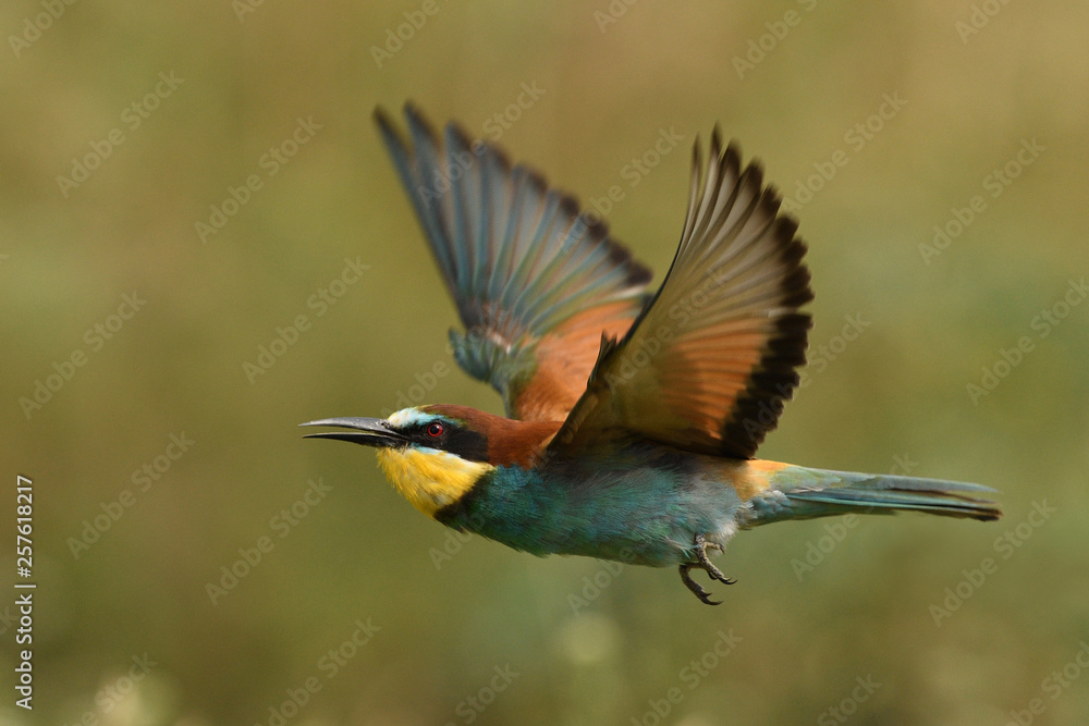 Obraz premium European bee-eater flying