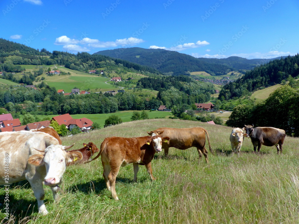 Schwarzwaldtal mit Kühen