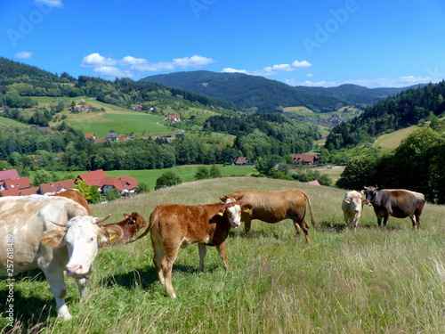 Schwarzwaldtal mit Kühen
