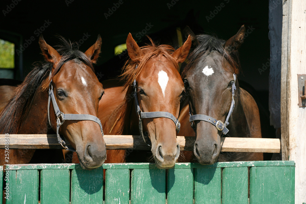 Obraz premium Thoroughbred young horses looking over wooden barn door in stable at ranch on sunny summer day