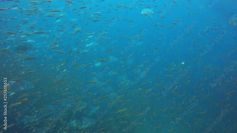Coral reef and fish underwater in Thailand Coral reef and fish underwater in Thailand