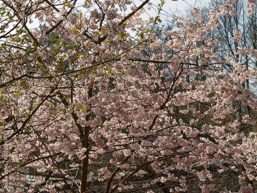 Prunus subhirtella - Cerisier du japon