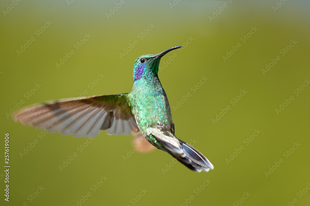 Fototapeta premium Mexican violetear (Colibri thalassinus) is a medium-sized, metallic green hummingbird species commonly found in forested areas from Mexico to Nicaragua.
