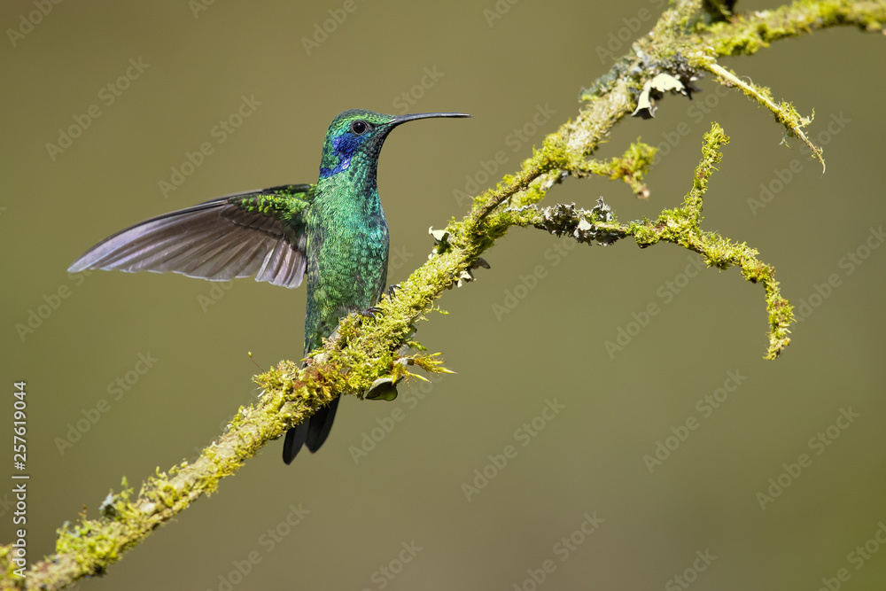 Fototapeta premium Mexican violetear (Colibri thalassinus) is a medium-sized, metallic green hummingbird species commonly found in forested areas from Mexico to Nicaragua. 