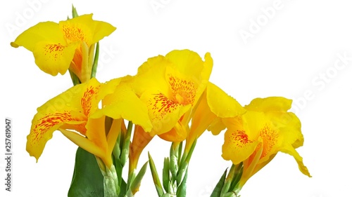 yellow canna lilly flowers isolated on white background