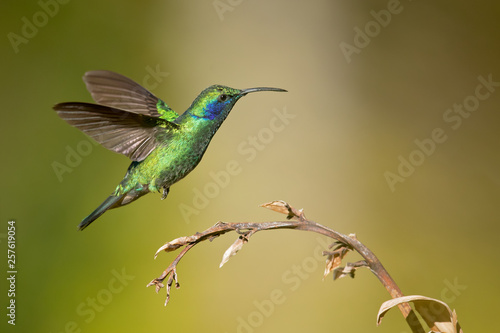 Mexican violetear (Colibri thalassinus) is a medium-sized, metallic green hummingbird species commonly found in forested areas from Mexico to Nicaragua.  photo