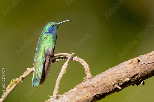 Mexican violetear (Colibri thalassinus) is a medium-sized, metallic green hummingbird species commonly found in forested areas from Mexico to Nicaragua. 