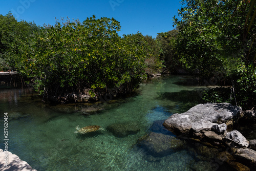 river of green