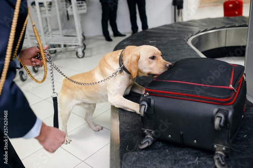Drug detection dog at the airport searching drugs in the luggages.Horizontal view