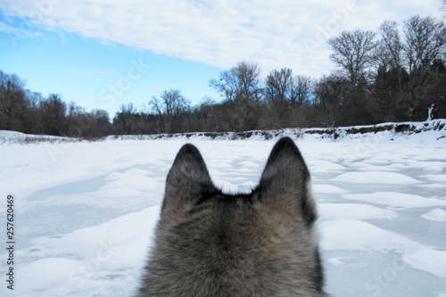 The head of a wolf against the frozen river, snow-covered forest and patterned winter sky. Back view. winter landscape photo