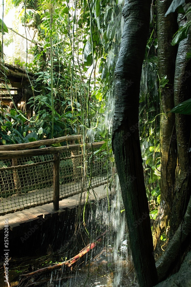 rainforest with large wild plants