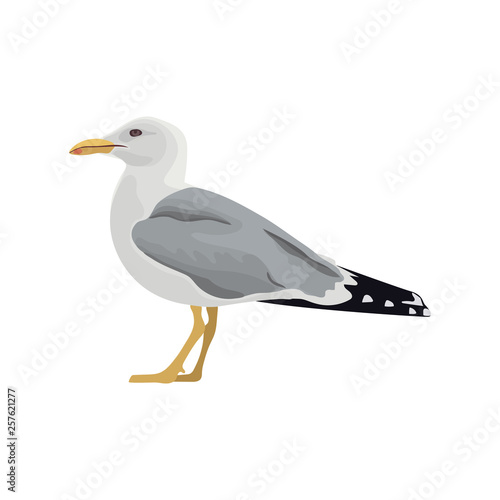 Photo The common seagull mew gull European herring gull