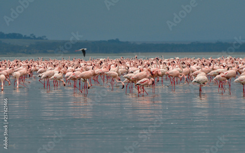 Flamingos at Nakuru lake in Tanzania