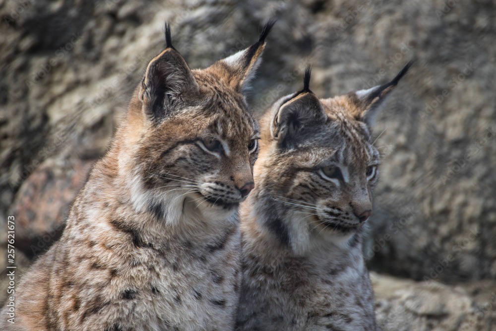 Fototapeta premium Babies lynx. Lynx live in dense forests, in the taiga, steppe and tundra. The lynx is perfectly able to climb trees and rocks, floats well.