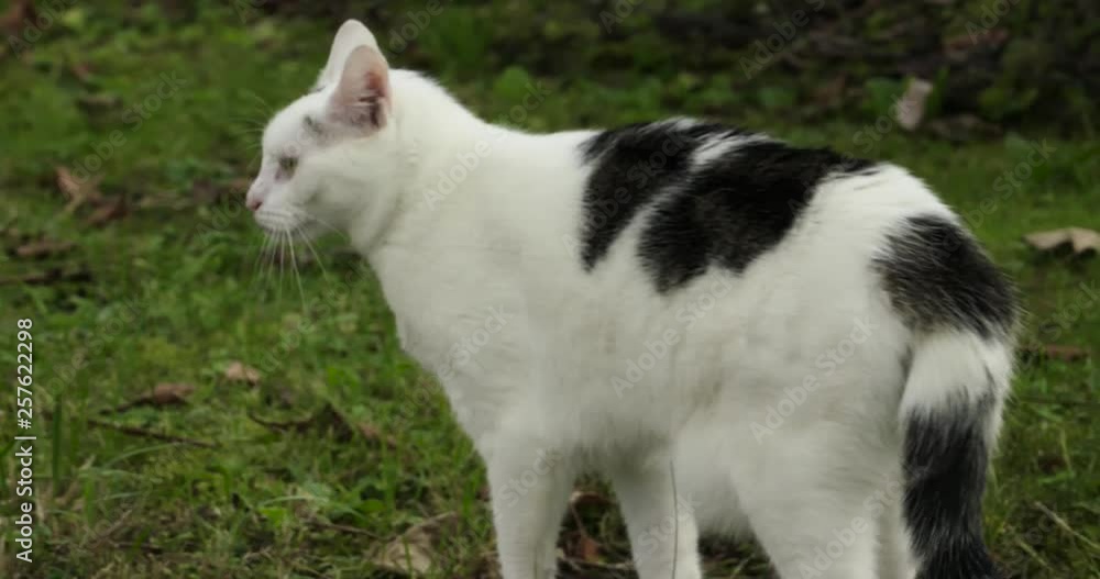 White Cat on meadow