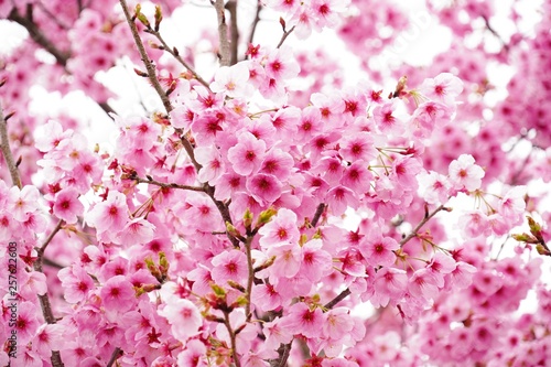 満開に咲く桜の花を本当に美しい