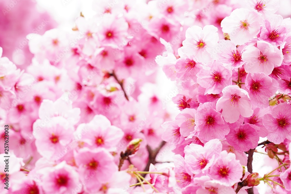 満開に咲く桜の花を本当に美しい