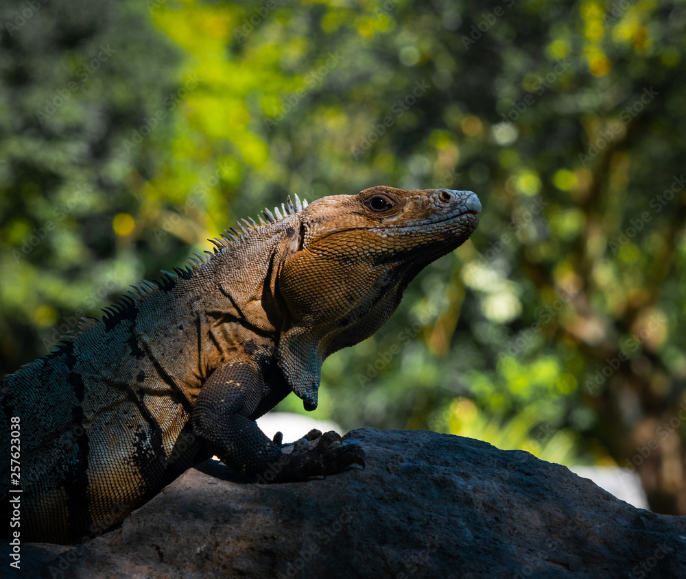 Fototapeta premium Iguana