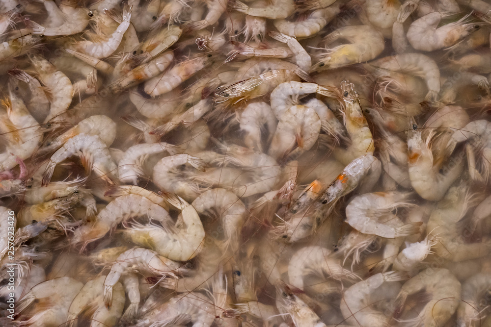 Close up of shrimps fresh chilled Ice cold Preserving Freshness at Fresh Market.