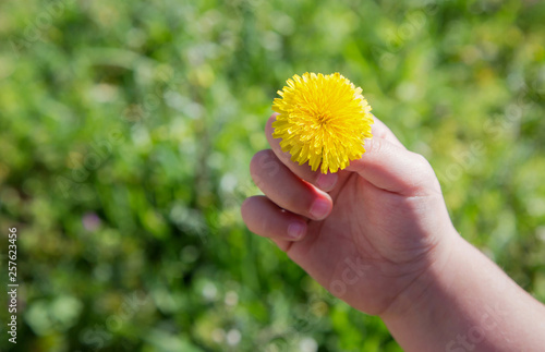 child hand holding a daisy detail on a sunny grass background