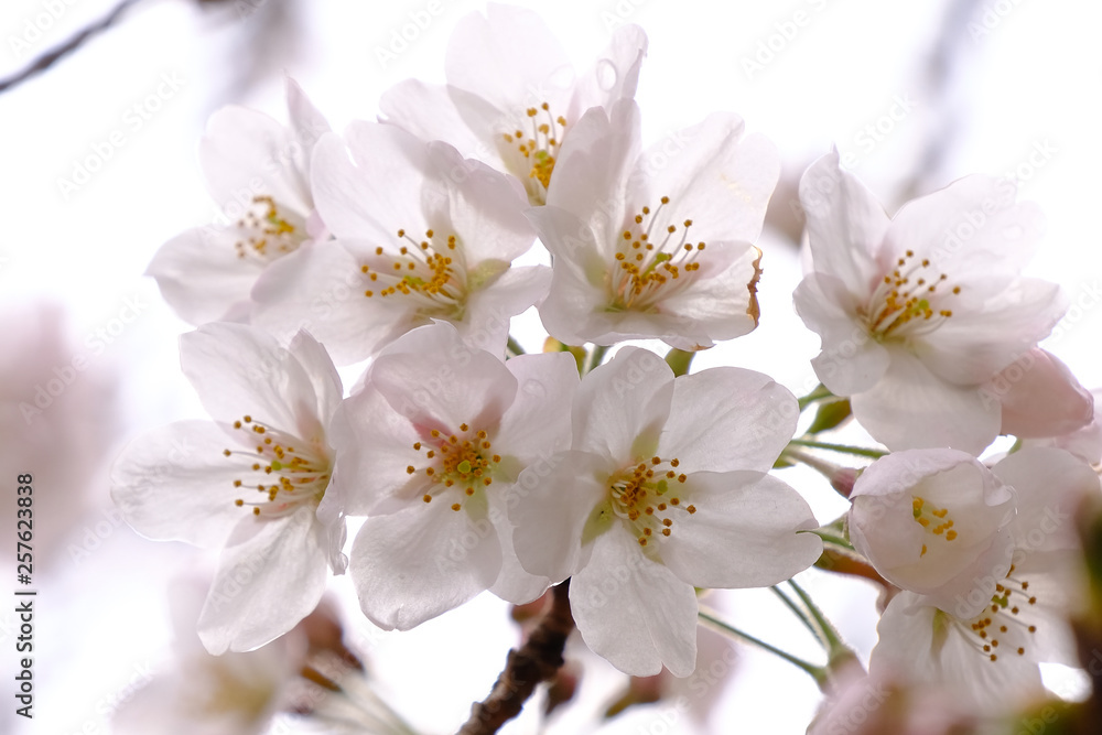 cherry cherry