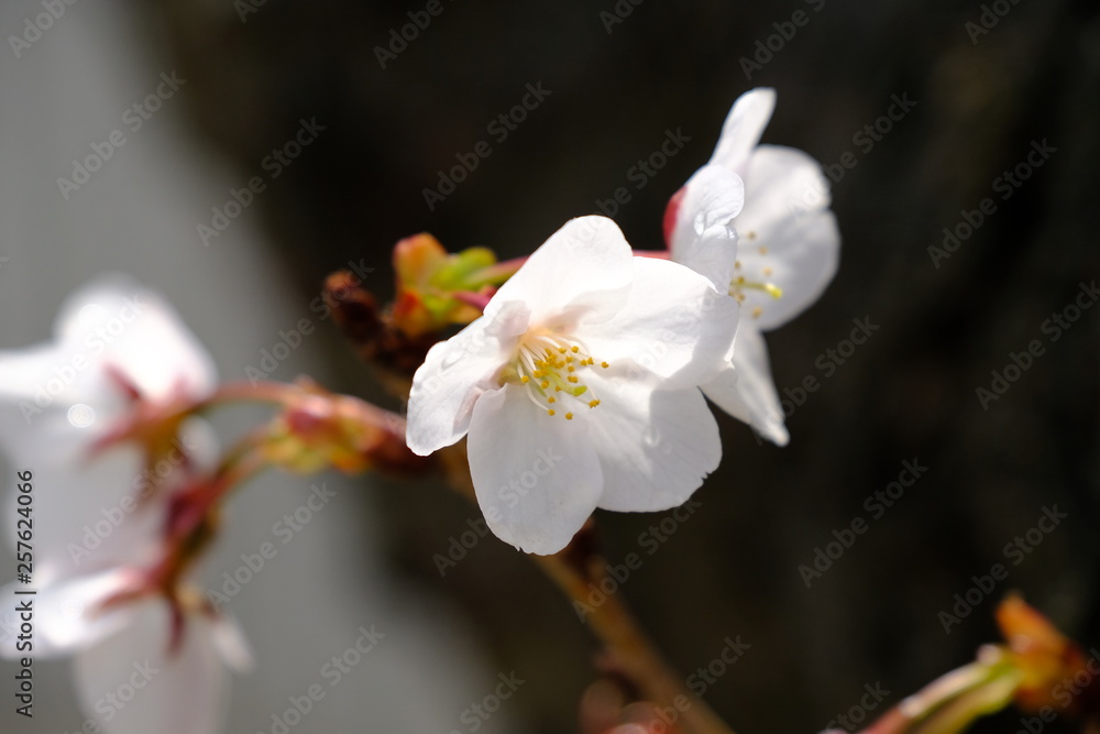 white flowers of cherry tree