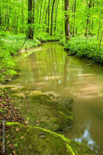 Stream through natural green forest in spring, wood garlic in bloom
